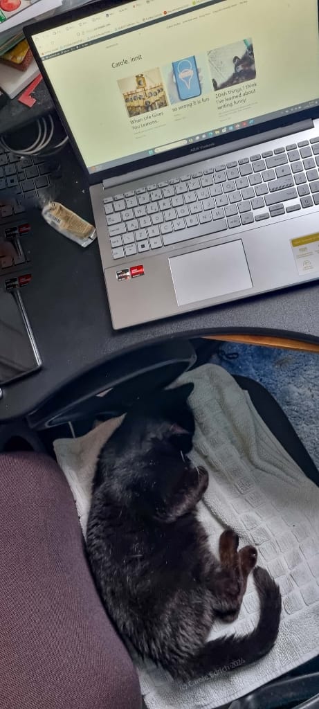 Cat-astrophic under-the-table office take-over